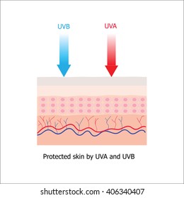 Infographic about  sunscreen protect human skin from UVA and UVB  above the horny layer