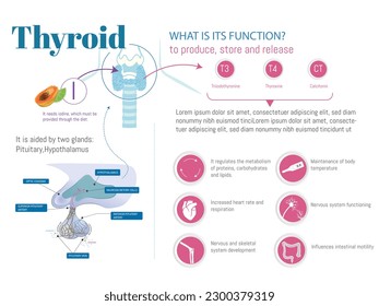 Infographic about the thyroid, what is its function and what you need, with icons of what it regulates, produces and the glands it needs such as the pituitary and the hypothalamus.