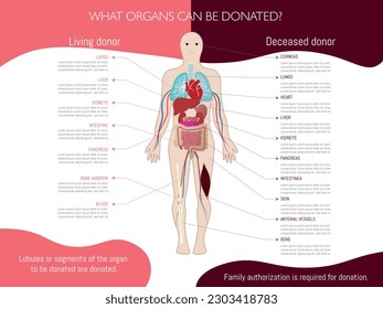 Infographic about which organs can be donated depending on whether you are a living or deceased donor; indicated in a diagram of a human body on a white background.