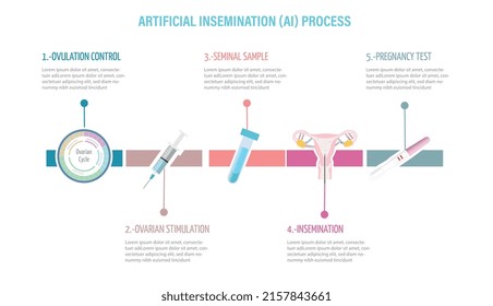 Infographic of the Artificial Insemination Procedure