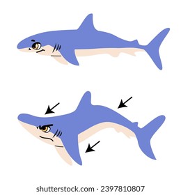 Infographic Of Attack Blue Shark Vector Illustration. Side view drawing comparing calm predator fish and hunting position