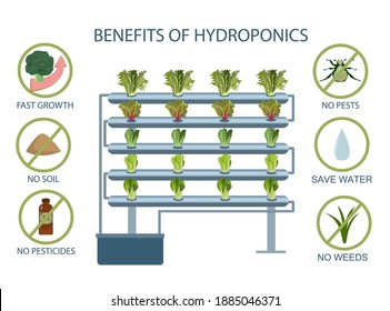 infographic of the benefit of hydroponic growing vegetables.