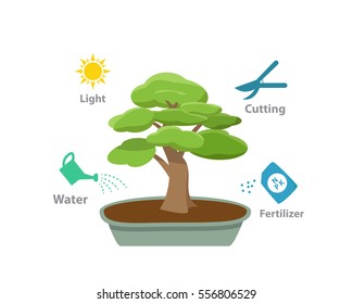 Infographic Bonsai tree on white, vector