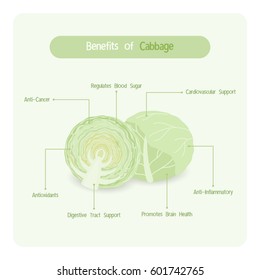 Infographic for cabbage benefits with handwriting font style