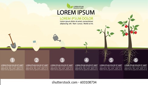 Infographic concept of planting process.