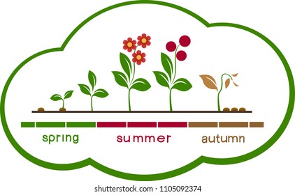 Infographic concept of planting process. Life cycle of plant evolution. Phases of growth.