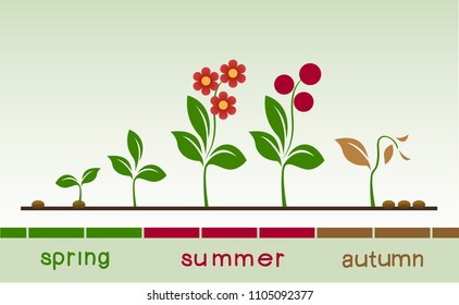 Infographic concept of planting process. Life cycle of plant evolution. Growth phases.