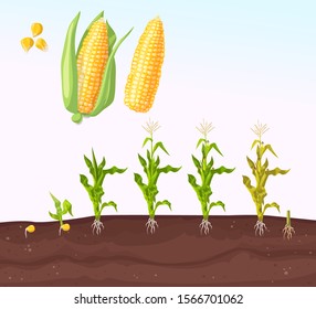 Infographic corn planting. Planting process. Growing stages. Seedling plant. Seeds grow on the ground. Corn grow. Farming, agriculture. Natural organic food farm