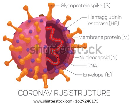 Infographic with Coronavirus sliced showing its parts, detailed for a easy recognition of this virus: glycoprotein spike, hemagglutinin esterase, membrane protein, envelope, nucleoprotein and RNA. Stock photo © 