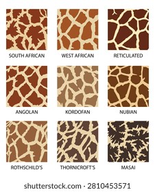 Infographic displaying various giraffe coat patterns, including South and West African, Masai, Angolan, Kordofan, Nubian and Reticulated giraffe, for wildlife education and design reference.