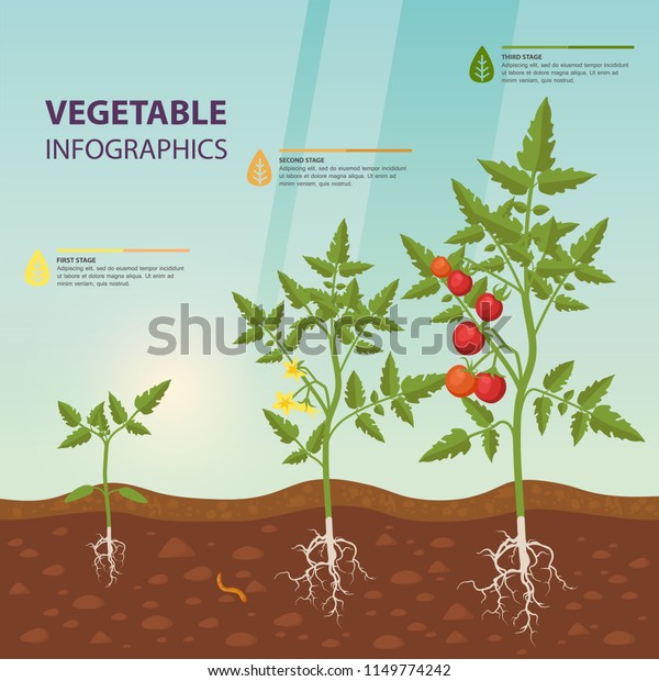根と食用トマトのインフォグラフィック または土壌に果物 ベリー植物の成長段階 温室 温室 温室植物の野菜食を含む情報ポスター ベジタリアンの栄養と農業のテーマ のベクター画像素材 ロイヤリティフリー