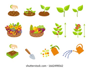 Infographic element collection. Creation set for plant growth stages infographics. Phases plant growing.