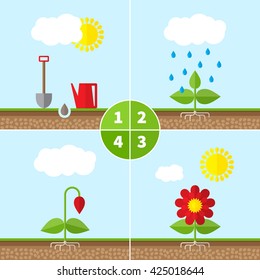 Infographic four stages of plant growth. Growing concept. Vector infographic