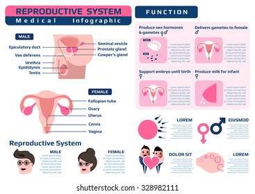 Infographic Of Function Of Reproductive System, Medical Health Infographic, Vector Illustration For Education.