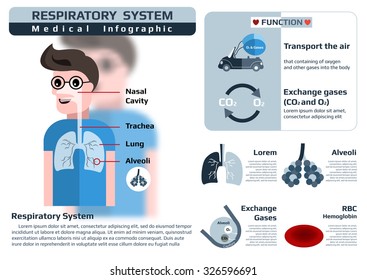 infographic of function of respiratory system, medical health infographic, vector illustration for education.