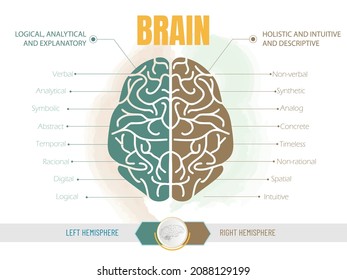 Infografía de las funciones de cada hemisferio del cerebro. El cerebro izquierdo es lógico, analítico, el cerebro derecho intuitivo, creativo.