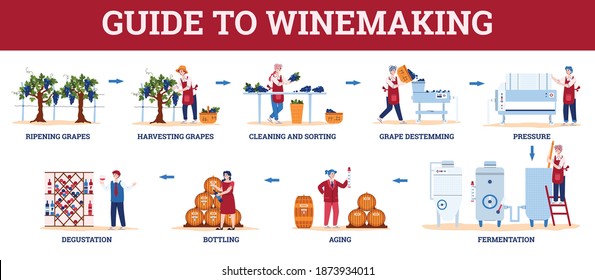 Infographic guide to winemaking with winemakers characters, flat cartoon vector illustration isolated on white background. Wine production stages scheme.