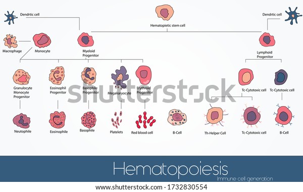 Infographic Of Hematopoietic Stem Cell Derived Blood Cells. Chart, List ...