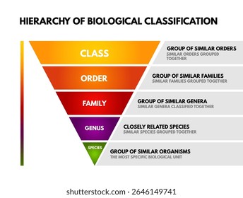 Infográfico da Hierarquia de Classificação Biológica, mostrando níveis de Classe, Ordem, Família, Gênero a Espécie. Diagrama de pirâmide para educação biológica, taxonomia e classificação biológica