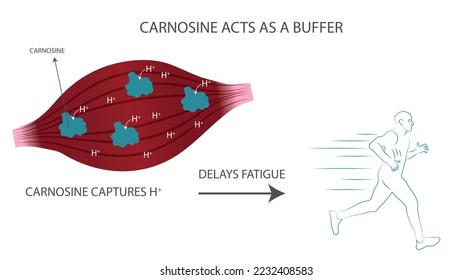 Infographic of how beta-alanine acts in muscles when carnosine is formed.captures H+.