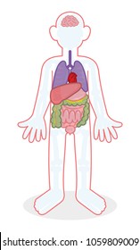 infographic human body with different X-ray skeleton bones internal organs person. Heart brain liver stomach thin intestine colon lungs. Modern vector style illustration cartoon character flat design.
