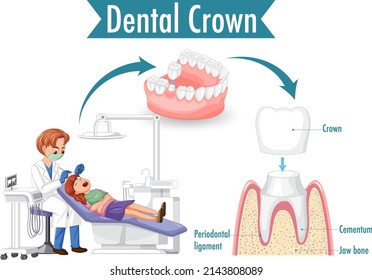 Infographic of human in dental crown on white bacground illustration