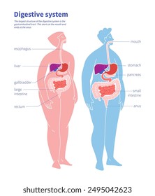 Infographic of human digestive system