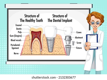 Infographic of human in structure of the healthy tooth illustration