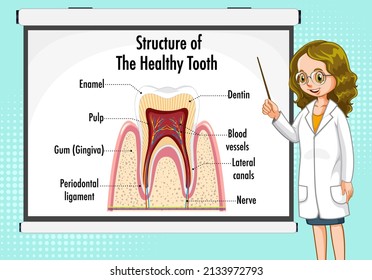 Infographic of human in structure of the healthy tooth illustration