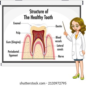Infographic of human in structure of the healthy tooth illustration