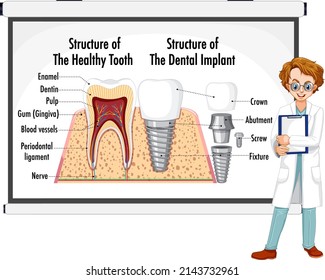 Infographic of human in structure of the healthy tooth illustration