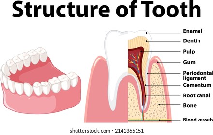 Infographic of human in structure of tooth illustration