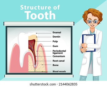 Infographic of human in structure of tooth illustration