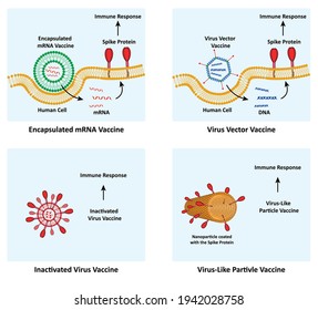 Infographic Illustrates The Type Of Vaccines Including Encapsulated MRNA Vaccine, Virus Vector Vaccine, Inactivated Virus Vaccine, And Virus-like Particle Vaccine