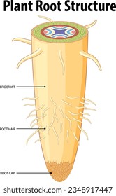 An infographic illustrating the isolated root structure of a plant