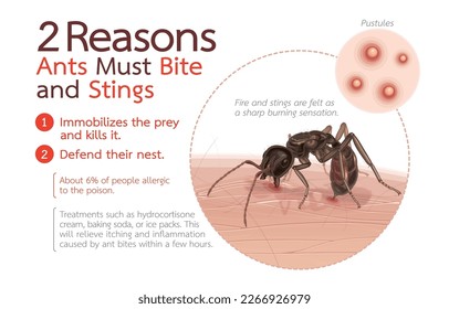 Infographic illustration of 2 reasons ants must bite and stings,instinct to hunt and defend against enemy attacks,isolated on white.invasive species,eusociality,Nature of small but deadly insect.
