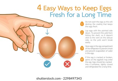 Infographic illustration of 4 easy ways to keep eggs fresh for long time,isolated on white,Food Sustainability with Secrets to Maintain Nutrition with High-Quality Protein That's Healthy for Everyone.