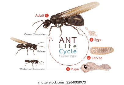 Infographic illustration of ant life cycle,4 stages of change,eggs,larvae,pupa,adult,reproduction of the social insect kingdom,isolated on white background.invasive species,eusociality. - Shutterstock ID 2264008973
