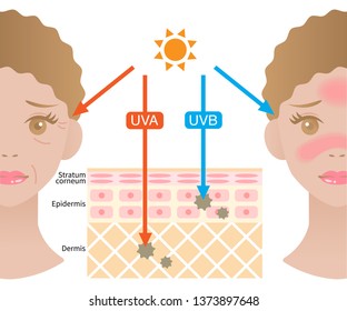 infographic illustration of difference between UVA and UVB rays.  UV penetration into human skin and black woman face. skin care and beauty concept