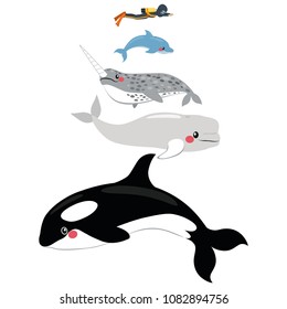 Infographic illustration of different marine mammal animal scale comparison size with human diver