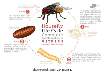 Ilustración infográfica del ciclo de vida de la mosca doméstica, transformación completa en 4 etapas, desarrollo de la mosca adulta, Musca domestica Linnaeus, aislado en blanco, Arte, Diseño, Naturaleza, animales, insectos.