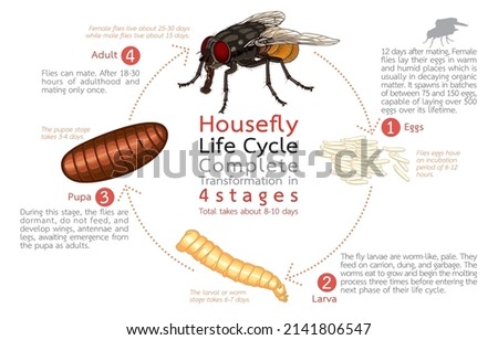 Infographic illustration of housefly life cycle, complete transformation in 4 stages, development of adult fly, Musca domestica Linnaeus, isolated on white,Art,Design,nature,animals,insects concept. Foto stock © 