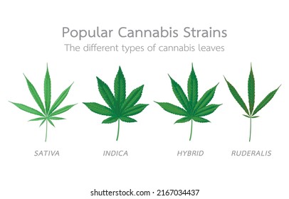 Infographic Illustration Popular Cannabis Strainsthe Different Stock ...