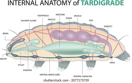 An infographic of internal anatomy of Tardigrade an eight-legged segmented micro-animals known as water bears - vector