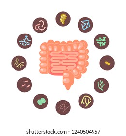 Infographic of Intestines with microbiota in flat design. Vector illustration eps 10. 