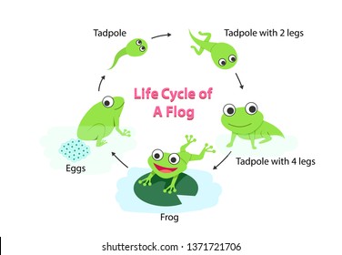 Ciclo de vida infográfico de una rana en vectorial plano