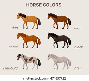 infographic with main horse colors svg