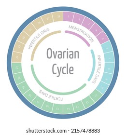 Infographic Of The Menstrual Cycle