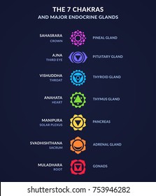Infographic on body Chakras and corresponding endocrine system glands in human anatomy. Modern flat geometric style chakra icons.
