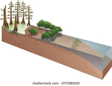 infographic of paleoenvironments, habitats that supported a rich of lifeforms - vector